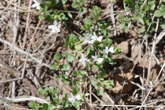 Dyschoriste setigera