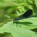 Calopteryx splendens caprai - Photo (c) Gerben ter Haar, some rights reserved (CC BY-NC), uploaded by Gerben ter Haar