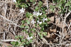 Dyschoriste setigera