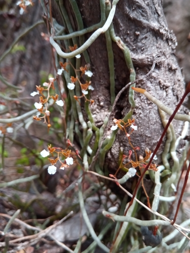 Microcoelia cornuta image