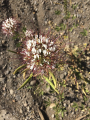 Polanisia dodecandra trachysperma