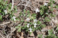 Dyschoriste setigera