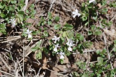 Dyschoriste setigera