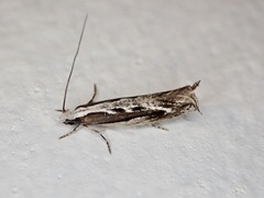 Erechthias fulguritella