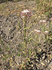 Polanisia dodecandra trachysperma