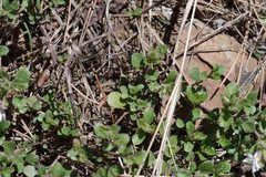 Dyschoriste setigera