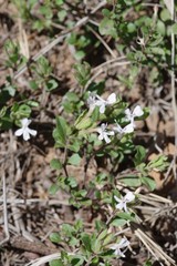 Dyschoriste setigera