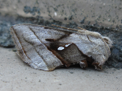 Macdunnoughia purissima