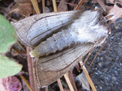 Macdunnoughia purissima