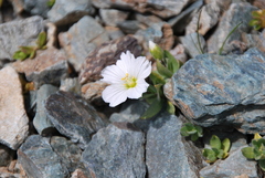Cerastium lithospermifolium