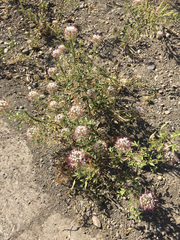 Polanisia dodecandra trachysperma
