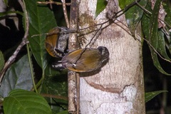 Picumnus innominatus