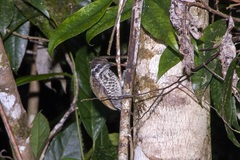 Picumnus innominatus