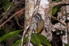 Picumnus innominatus