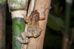 Metaphrynella pollicaris