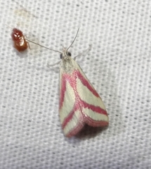 Microtheoris vibicalis