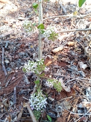 Combretum albiflorum image