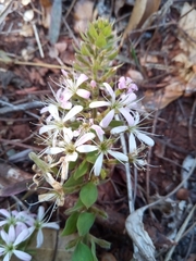 Combretum albiflorum image