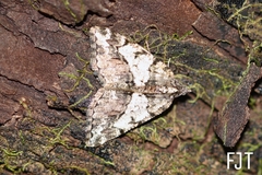 Frederickia hypaethrata