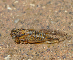 Myopsalta mackinlayi