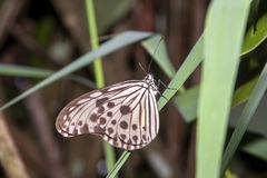 Ideopsis gaura