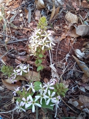 Combretum albiflorum image