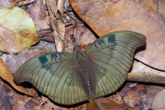 Dophla evelina