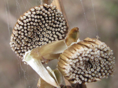 Carpesium abrotanoides