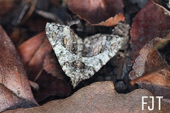 Frederickia hypaethrata