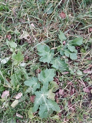 Heracleum sosnowskyi