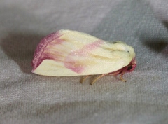 Thurberiphaga diffusa