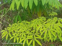 Alstonia macrophylla