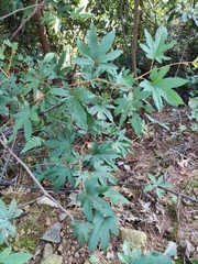 Rubus reflexus