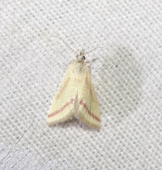 Microtheoris vibicalis