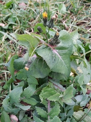 Sonchus oleraceus