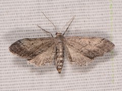 Euacidalia quakerata