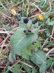 Sonchus oleraceus