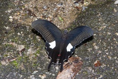 Papilio iswara