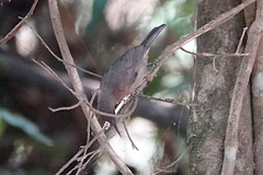Xanthotis flaviventer
