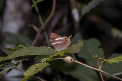 Abisara neophron