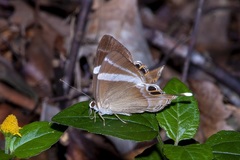 Abisara