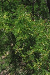 Vachellia karroo