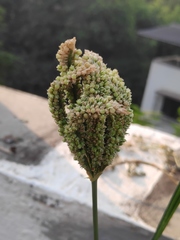 Eleusine coracana