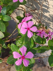 Catharanthus roseus