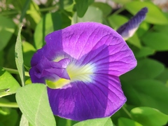 Clitoria ternatea