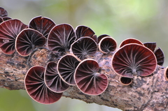 Anthracophyllum archeri