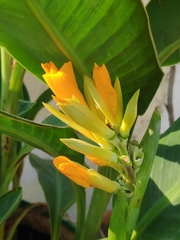 Canna indica