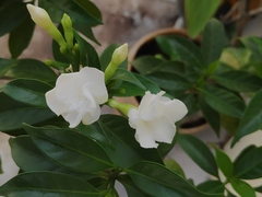 Tabernaemontana divaricata