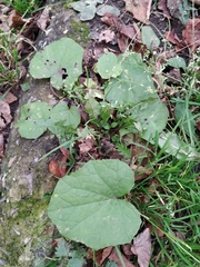 Tussilago farfara