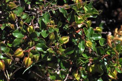 Diospyros scabrida